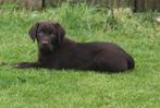 Labrador  pups op boerderij geboren(geteste ouders), CDV (hondenziekte), Meerdere, 8 tot 15 weken, België