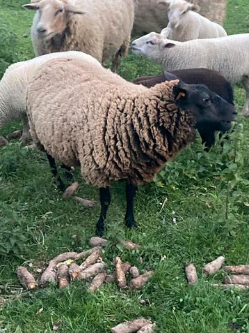 Ram 1 jaar oud, Mâle, Mouton, 0 à 2 ans
