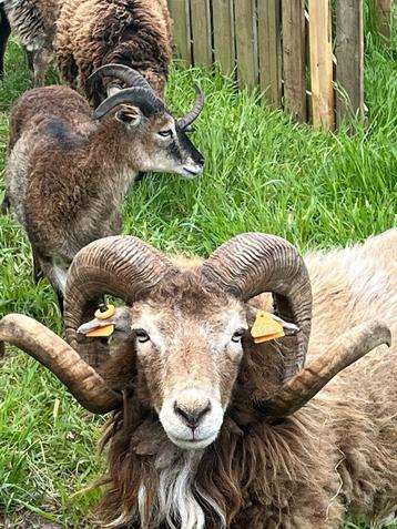soay schaap, Meerdere dieren, Schaap, 3 tot 5 jaar