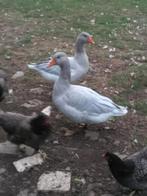 Koppel frankische landganzen, Dieren en Toebehoren, Pluimvee