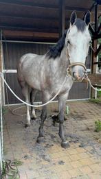 Paarden scheren, Dieren en Toebehoren, Ophalen
