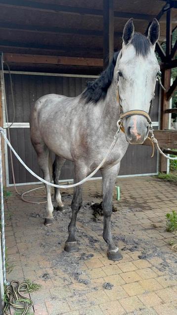 Paarden scheren beschikbaar voor biedingen