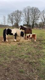 Weide gezocht voor 2 paarden + Shetlander, Dieren en Toebehoren