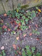 Une vingtaine de jeunes plants de fraisiers de Wepion, Enlèvement