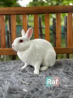 TER ADOPTIE!! Gecastreerde gevaccineerde ram, Dieren en Toebehoren, Klein