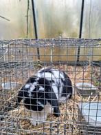 Gratis dwergkonijn hangoor en bruin dwergkonijn, Dieren en Toebehoren, Meerdere dieren, Dwerg, Hangoor, 0 tot 2 jaar