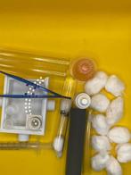 Camponotus Ligniperda starterset mieren, Dieren en Toebehoren, Insecten en Spinnen, Mieren