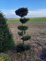 Taxus bonsai, Tuin en Terras, Ophalen