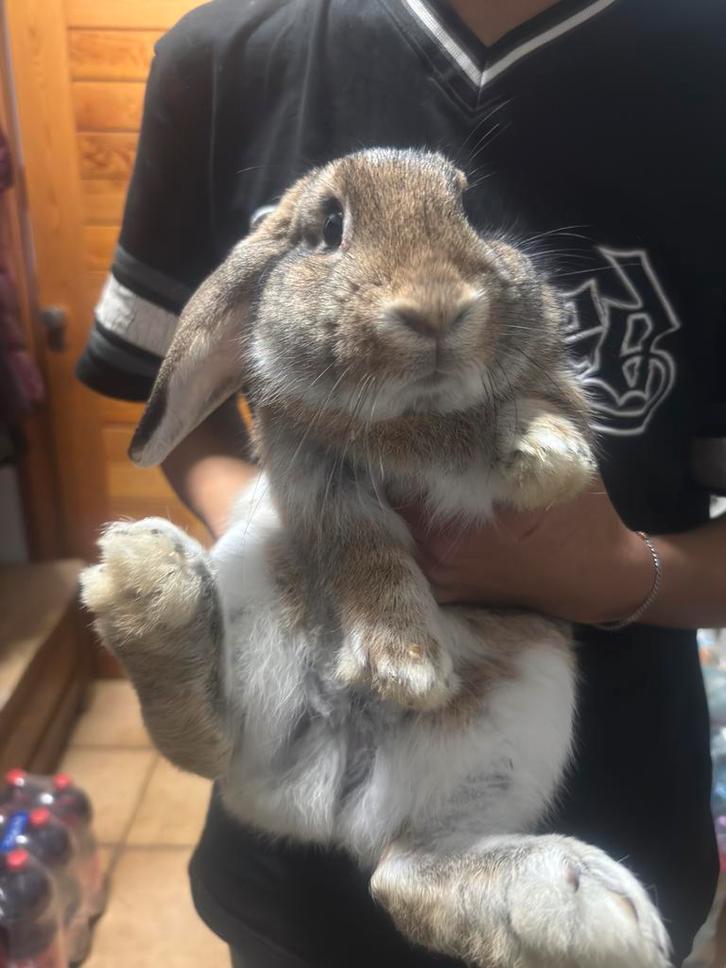 2 dwerghangoren, Dieren en Toebehoren, Konijnen, Dwerg, Mannelijk, 0 tot 2 jaar, Hangoor