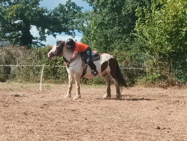 Verzorgpaardje/bijrijdpaardje gezocht, Dieren en Toebehoren, Paarden