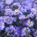 Paarse aster, 60cm, vaste plant, Tuin en Terras, Ophalen, Vaste plant