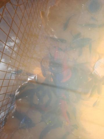 Gratis vissen, Dieren en Toebehoren, Vissen | Aquariumvissen, Vis