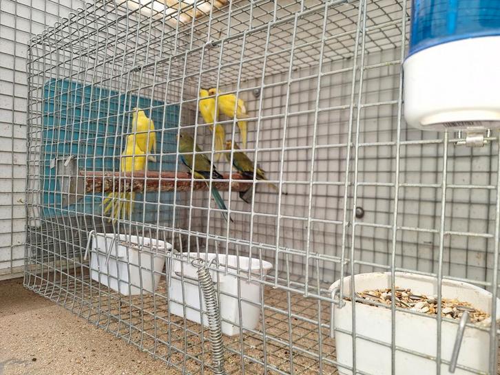 Elegant parkieten ,inoreeks, Animaux & Accessoires, Oiseaux | Perruches & Perroquets, Perruche, Plusieurs animaux, Bagué