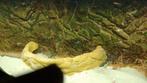 Ciclieden, Dieren en Toebehoren, Vissen | Aquariumvissen