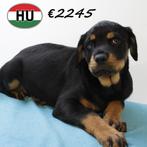 Sterke Rottweiler pups te koop, Dieren en Toebehoren, 15 weken tot 1 jaar, Handelaar, Buitenland, CDV (hondenziekte)