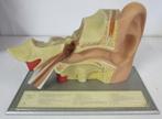 oud anatomisch model van het oor Somso  4, Antiek en Kunst, Verzenden