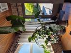 Strelitzia nicolai, Tuin en Terras, Ophalen
