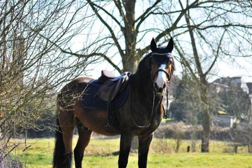 Dekhengst New forest Pony, Dieren en Toebehoren, Pony's, Hengst, D pony (1.37m tot 1.48m), 7 tot 10 jaar, Met stamboom