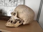 schedel Homo Sapiens, Collections, Minéraux & Fossiles, Fossile, Enlèvement ou Envoi