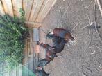Gratis haantjes, Araucana.