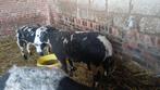 agneaux baggerbond, Mannelijk, Schaap, 0 tot 2 jaar