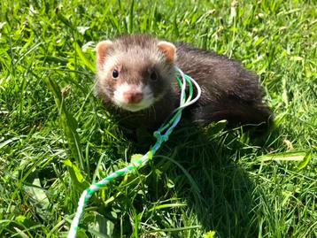 Half angora fret moertje beschikbaar voor biedingen