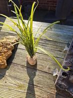 Plant aquarium, Ophalen, Gebruikt, Plant(en), Steen of Hout