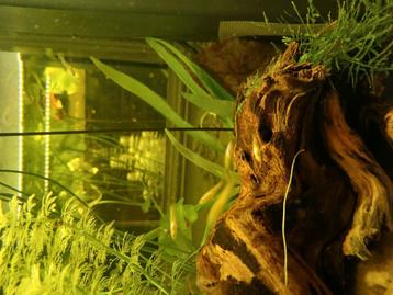 Guppy's te koop . Zijn een dikke maand oud . 1euro het stuk  beschikbaar voor biedingen