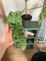 Philodendron paraiso verde, Huis en Inrichting, Kamerplanten, Ophalen
