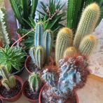 cactussen, Huis en Inrichting, Kamerplanten, Ophalen