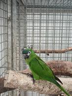 Ara nobilis nobilis, Dieren en Toebehoren, Geslacht onbekend, Papegaai, Geringd