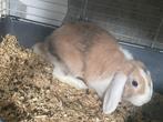Konijnen, Dieren en Toebehoren, Konijnen, Vrouwelijk, Dwerg, Hangoor, 0 tot 2 jaar