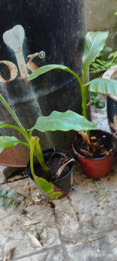 Jonge bananebomen, Tuin en Terras, Planten | Tuinplanten, Ophalen