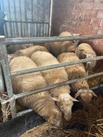 bokken, Animaux & Accessoires, Moutons, Chèvres & Cochons