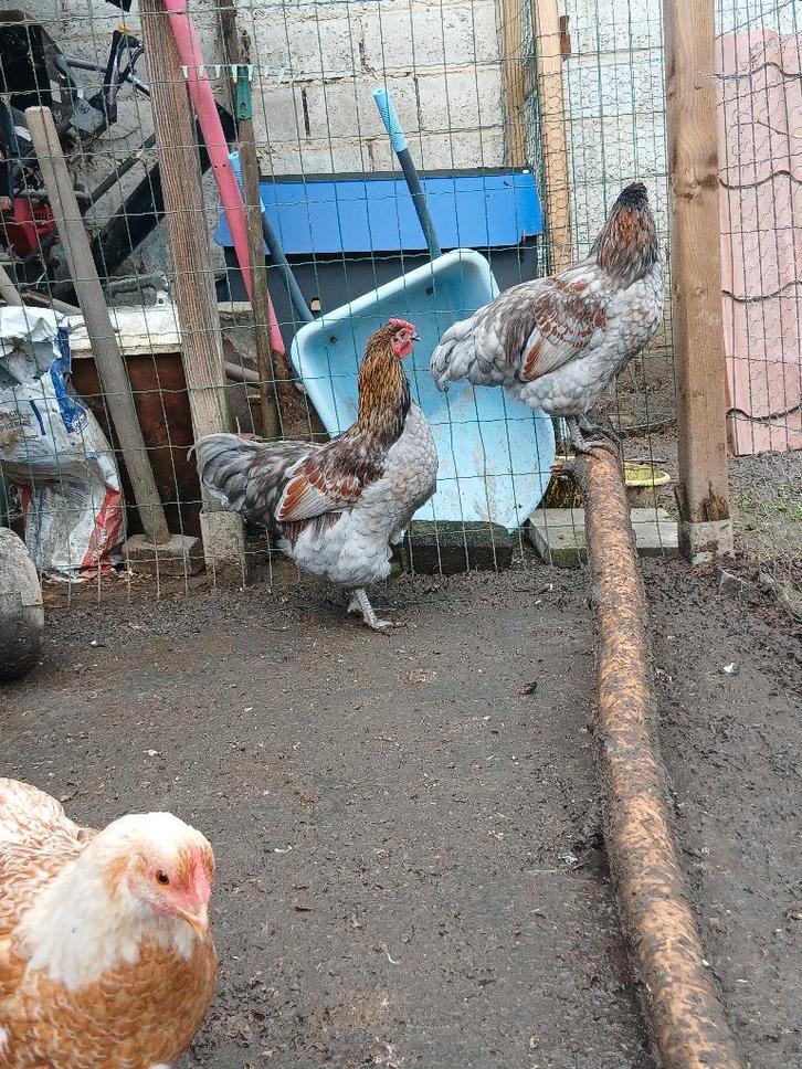 Mooi, tam haantje (Bruce), Dieren en Toebehoren, Pluimvee, Kip, Mannelijk