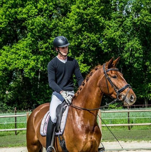 Ambitieuze merrie te koop, Dieren en Toebehoren, Paarden, Merrie, ZZ, 170 tot 175 cm, 7 tot 10 jaar, Met stamboom, Gechipt, Ontwormd