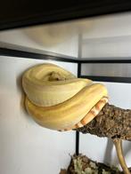 1.0 Boa Constrictor Imperator Kahl Sunglow het Leopard, Animaux & Accessoires, Reptiles & Amphibiens, Serpent, Domestique, 3 à 6 ans