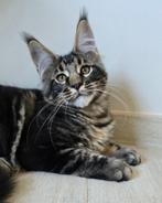 Maine Coon kater, Dieren en Toebehoren, Katten en Kittens | Raskatten | Langhaar, Kater, Gechipt, 0 tot 2 jaar