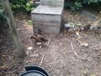 Chinese loop eend, Dieren en Toebehoren, Eend