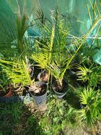 spotprijsje Phoenix Canariensis, Ophalen