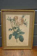 Vintage ingekaderde print P.J. Redouté (1B), Antiek en Kunst, Ophalen of Verzenden