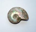 Ammoniet Cleoniceras sp. - 5 cm, Ophalen of Verzenden, Fossiel
