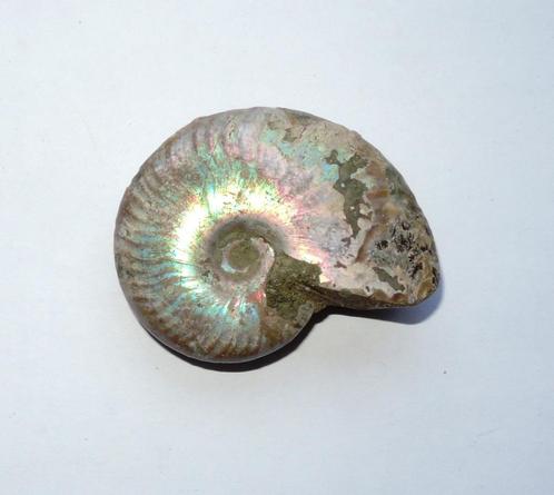 Ammoniet Cleoniceras sp. - 5 cm, Verzamelen, Mineralen en Fossielen, Fossiel, Ophalen of Verzenden