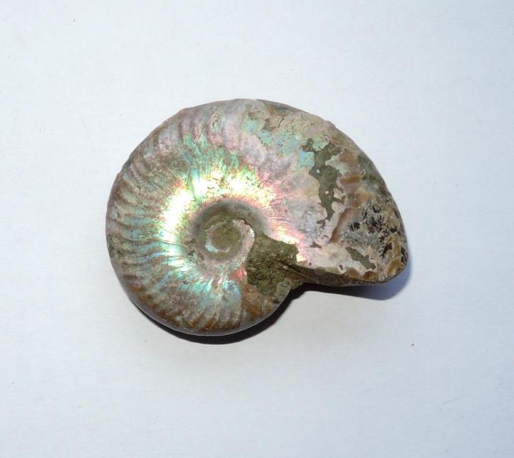 Ammoniet Cleoniceras sp. - 5 cm, Verzamelen, Mineralen en Fossielen, Fossiel, Ophalen of Verzenden