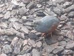 Chinese dwerkwartels, Dieren en Toebehoren, Vogels | Overige Vogels, Meerdere dieren