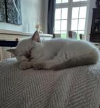 Britse korthaar met stamboom, Dieren en Toebehoren, Katten en Kittens | Raskatten | Korthaar, Kater, Gechipt, 0 tot 2 jaar