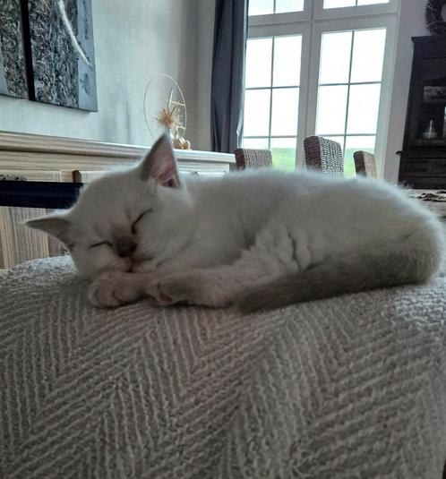 Britse korthaar met stamboom, Dieren en Toebehoren, Katten en Kittens | Raskatten | Korthaar, Kater, 0 tot 2 jaar, Met stamboom