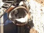 Te koop, Dieren en Toebehoren, Vrouwelijk, Tam, Maart, Cavia