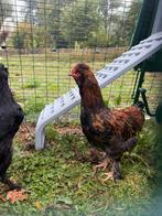 Jeune coq croisé poule rousse & negre soie, Mannelijk, Kip