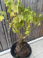 Druivelaar, Tuin en Terras, Planten | Bomen, Overige soorten, 100 tot 250 cm, Zomer, Ophalen